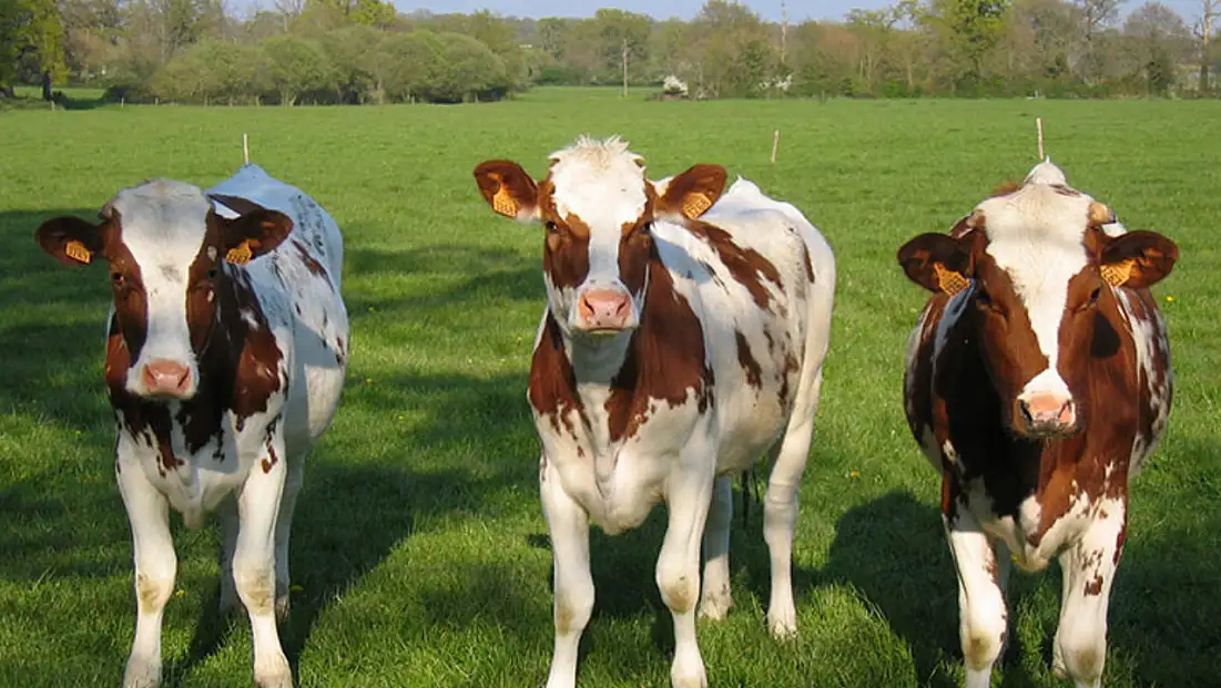 Damızlık birliğinden yağış mağduru üreticilere destek