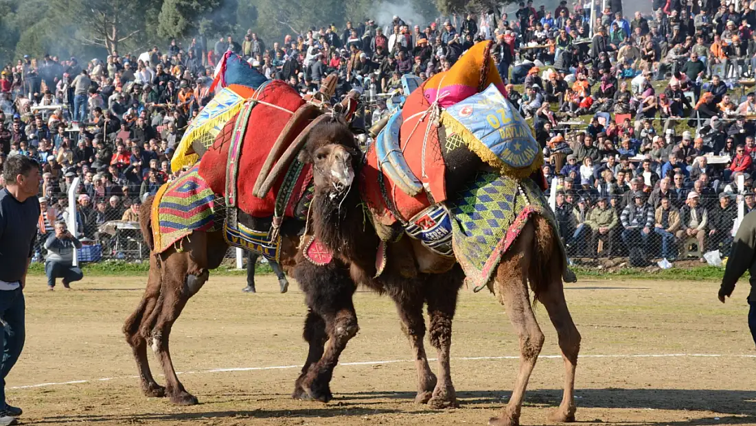 Ege’de Deve Güreşi Heyecanı Başlıyor: Tire Arenası 25 Ocak’ta Yörük Kültürüne Sahne Olacak
