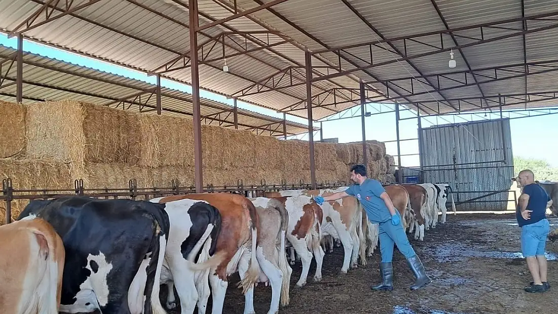 Küçük Menderes Havzası’nda Şap Hastalığı Vakaları Artıyor