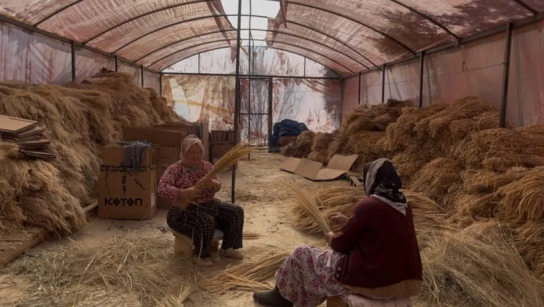 BAYINDIR NERGİS KOKACAK: NERGİS ve KURU ÇİÇEK FESTİVALİ BAŞLIYOR