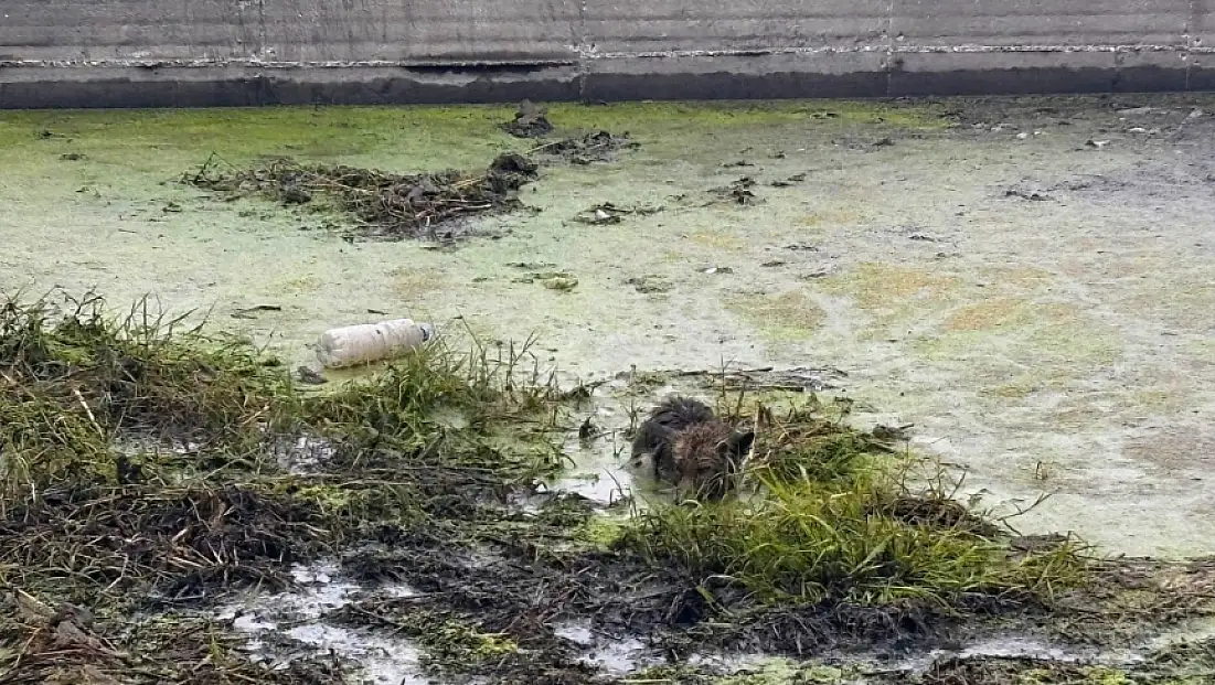 HAVUZDA MAHSUR KALAN TİLKİYİ TİRE BELEDİYESİ EKİPLERİ KURTARDI