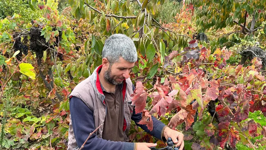 Kızıloba Köy Ofisi Üzüm Hasadında