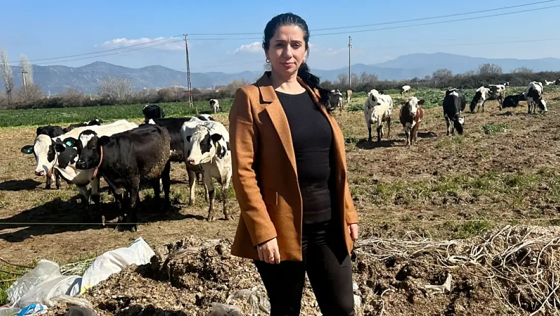 Küçük Menderes’i şap vurdu, ticaret durdu, üretici çaresiz: Bakanlık göreve!