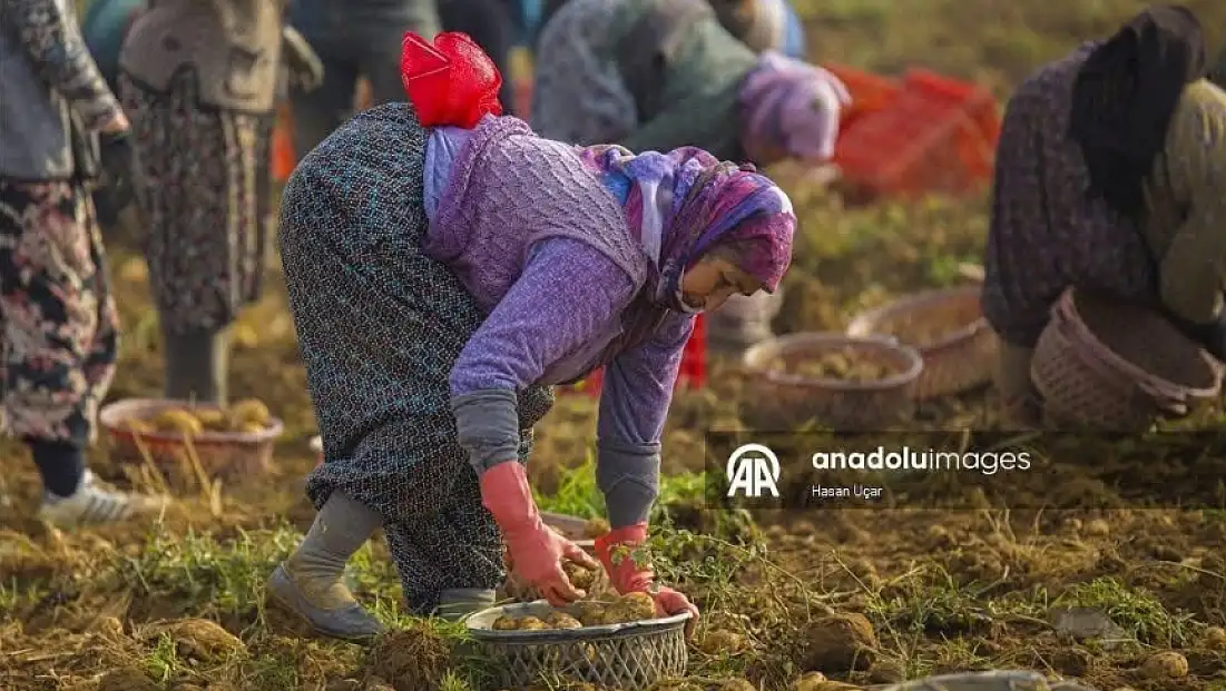 ÖDEMİŞ OVASI’NDA KIŞ PATATESİ HASADI BAŞLADI