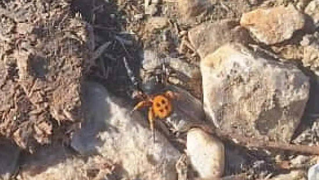 Ödemiş Bozdağ’da Nadir Görülen “Uğur Böceği Örümceği” Gözlendi