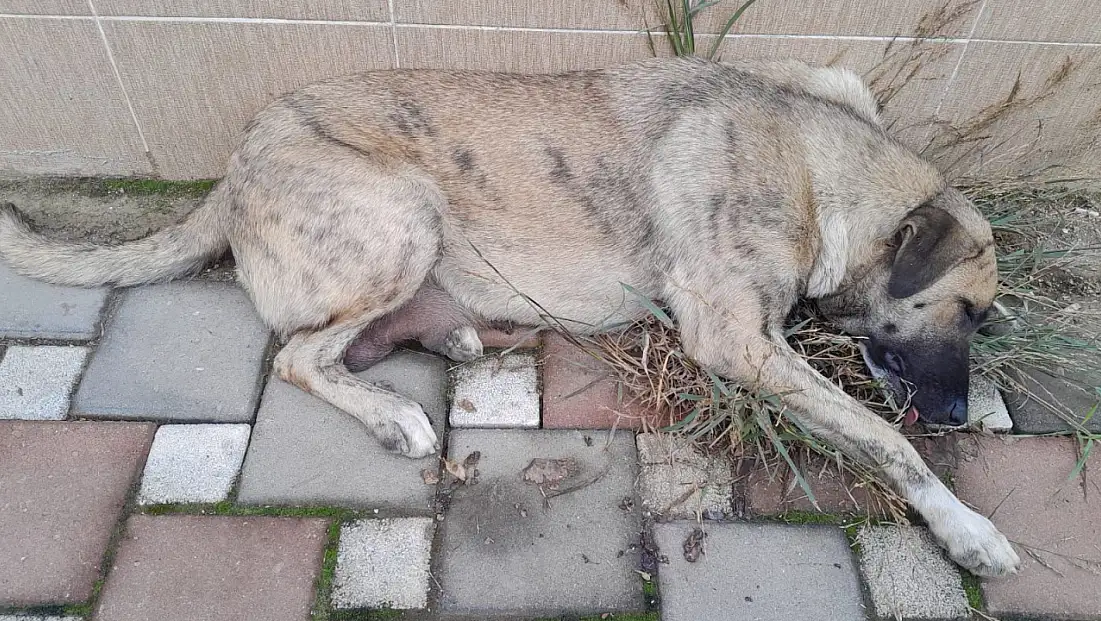 Ödemiş’te Anne Köpeğe Yapılan Eziyet İddiası Yürek Sızlattı
