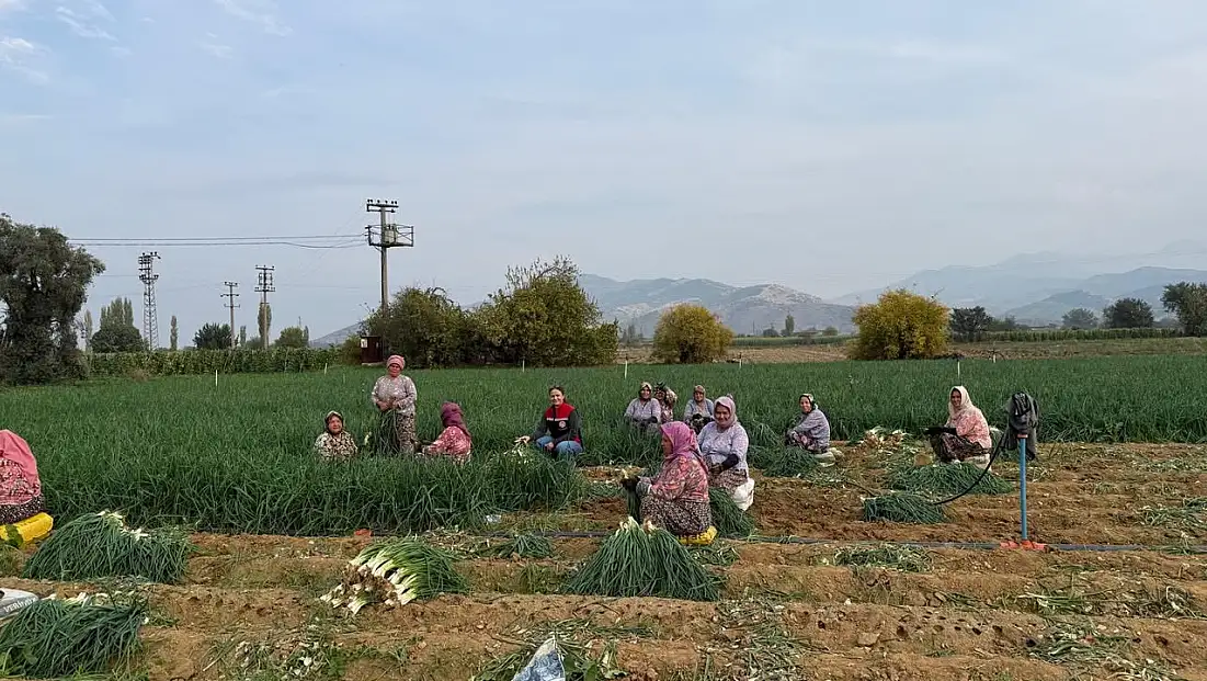 Tire’de Üreticilere Sebze Hastalıkları ve Zararlılar Hakkında Bilgilendirme