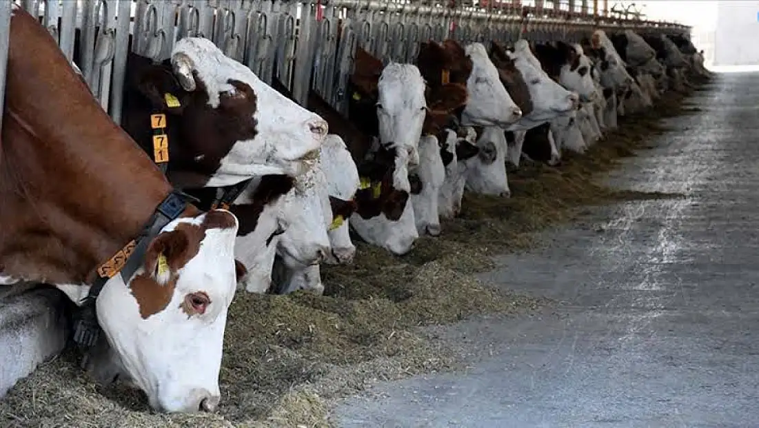 Türkiye Genelinde Hayvan Pazarlarına Geçici Kilit – Şap Salgınına Karşı Acil Önlem