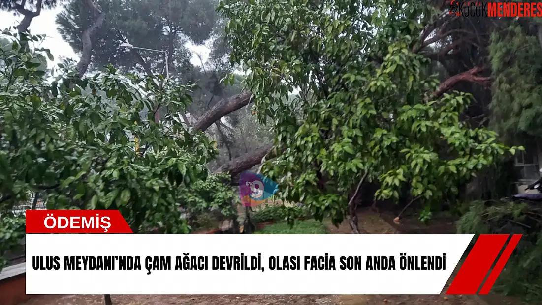 Ulus Meydanı’nda çam ağacı devrildi, olası facia son anda önlendi