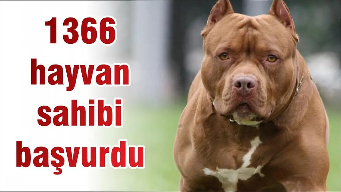 1366 hayvan sahibi başvurdu