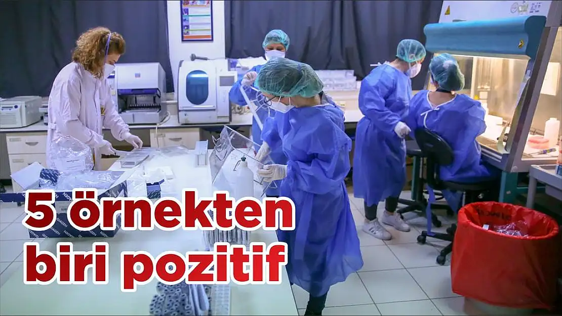 5 örnekten biri pozitif