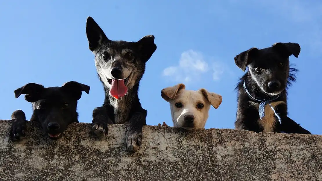 52 köpek sağlıksız koşullarda bakıldıkları evden kurtarıldı