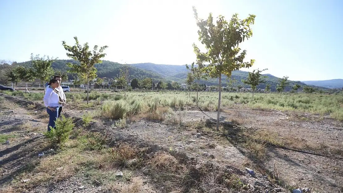 Ağaçlandırılan Pamucak alanı yürüyüş yoluna kavuşuyor