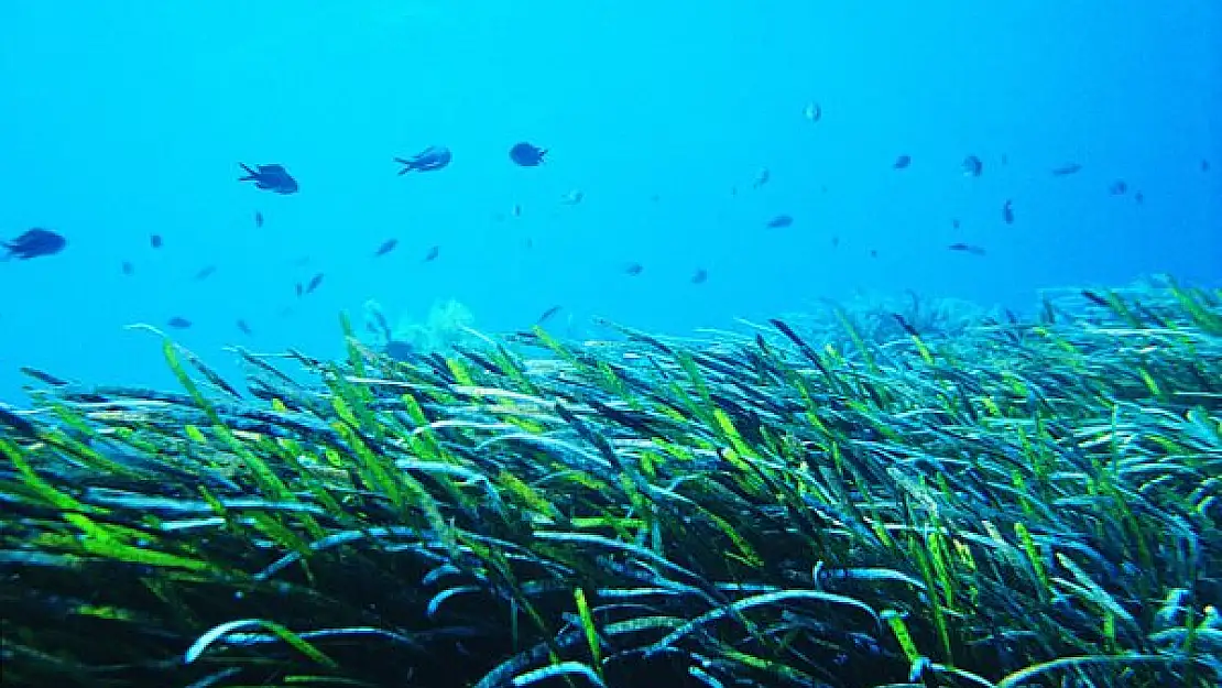 Akdeniz’in oksijen kaynağı deniz çayırları, küresel ısınmanın tehdidi altında