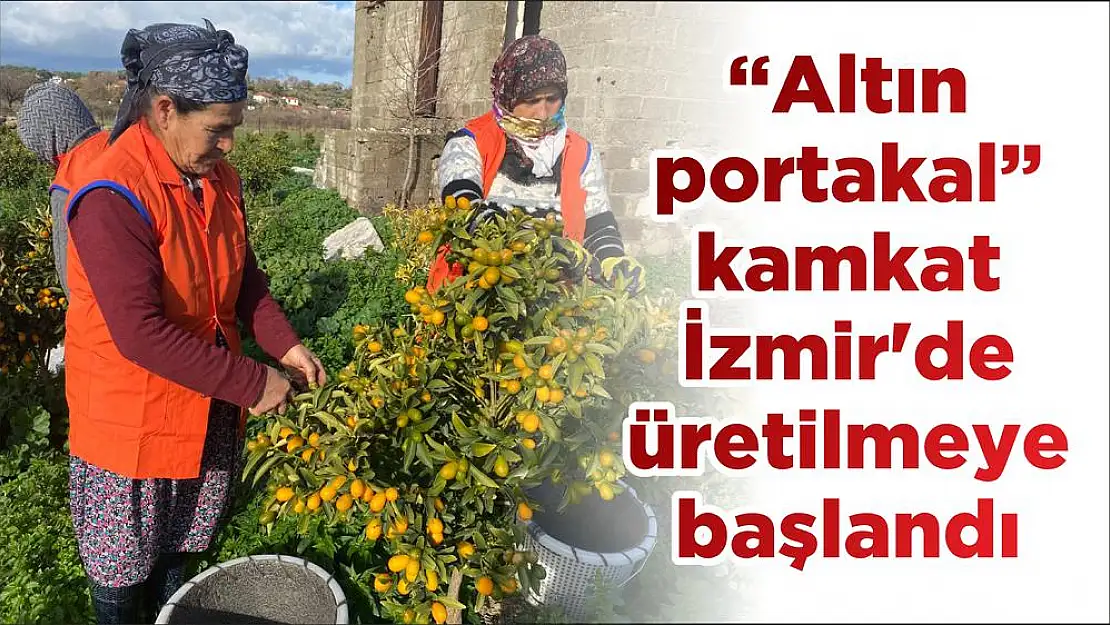 'Altın portakal' kamkat İzmir'de üretilmeye başlandı