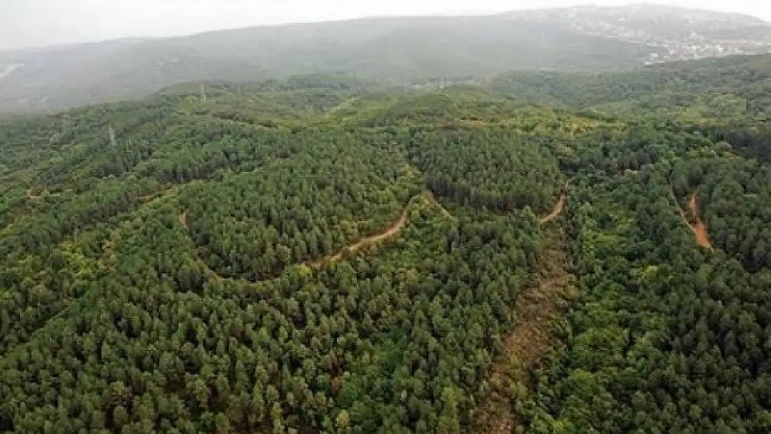 Ankara’da ormanlara giriş yasaklandı