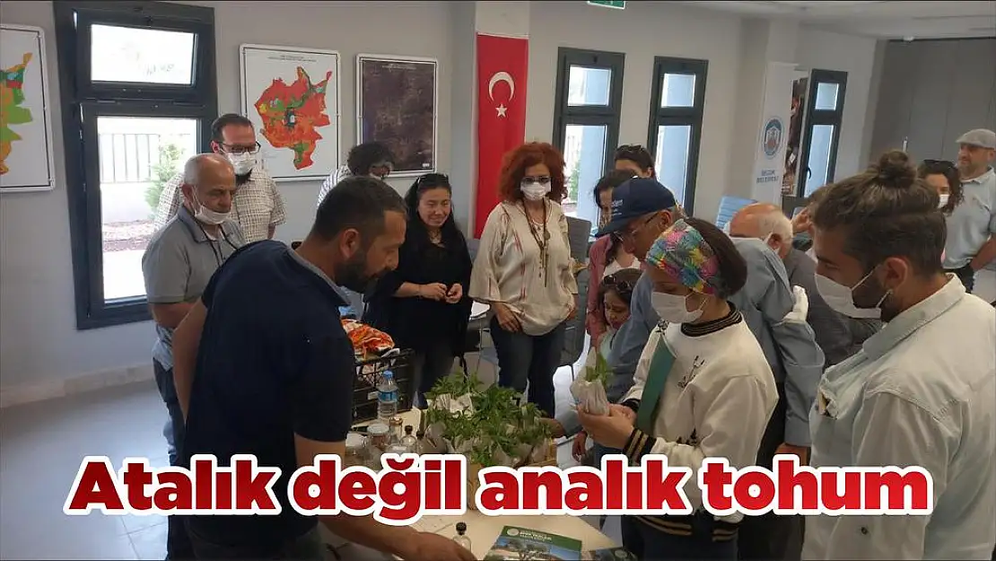 Atalık değil analık tohum