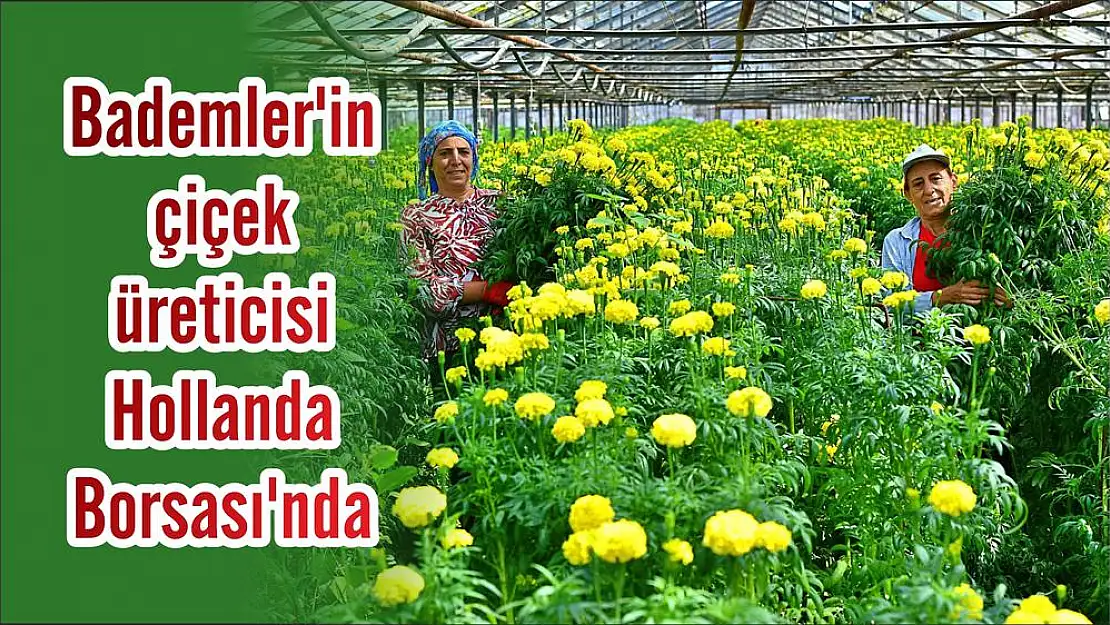 Bademler'in çiçek üreticisi Hollanda Borsası'nda