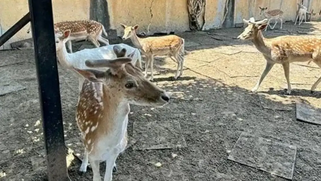 Bahçesinde geyik besleyen kişi gözaltına alındı