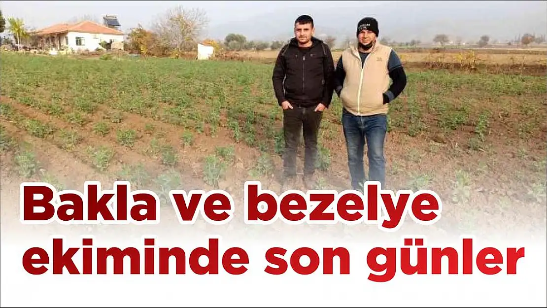 Bakla ve bezelye ekiminde son günler