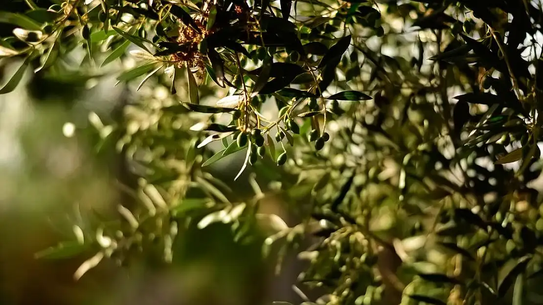 Balıkesir’de zeytin fabrikası kapandı zeytin ağaçlarının geleceği merak konusu oluyor