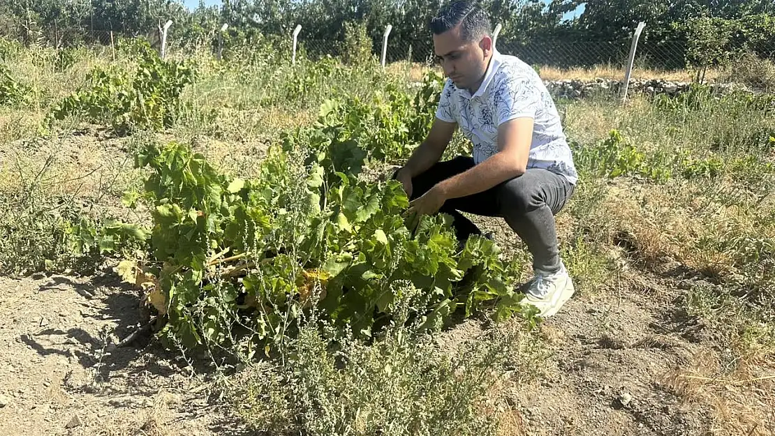 Bayındır'da Üzüm Üretimine Yönelik Rekolte Tespit Çalışmaları Sürüyor