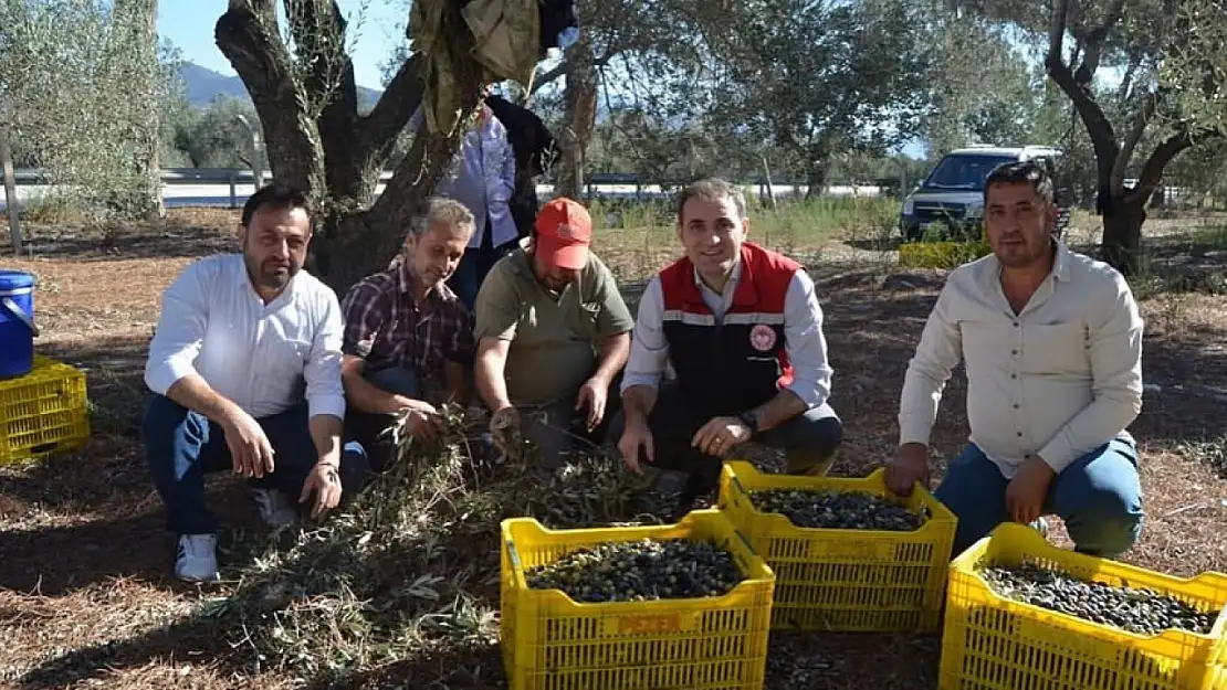 Bayındır'da Zeytin Hasadı Başladı: Kaymakam METE Üreticilere Bereketli Bir Sezon Diledi