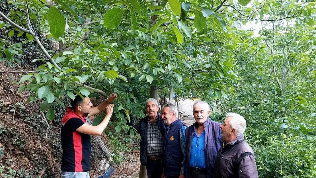 Bayındır İlçe Tarım ve Orman Müdürlüğü'nden Hisarlık Mahallesi'nde Hastalık ve Zararlı Kontrolleri