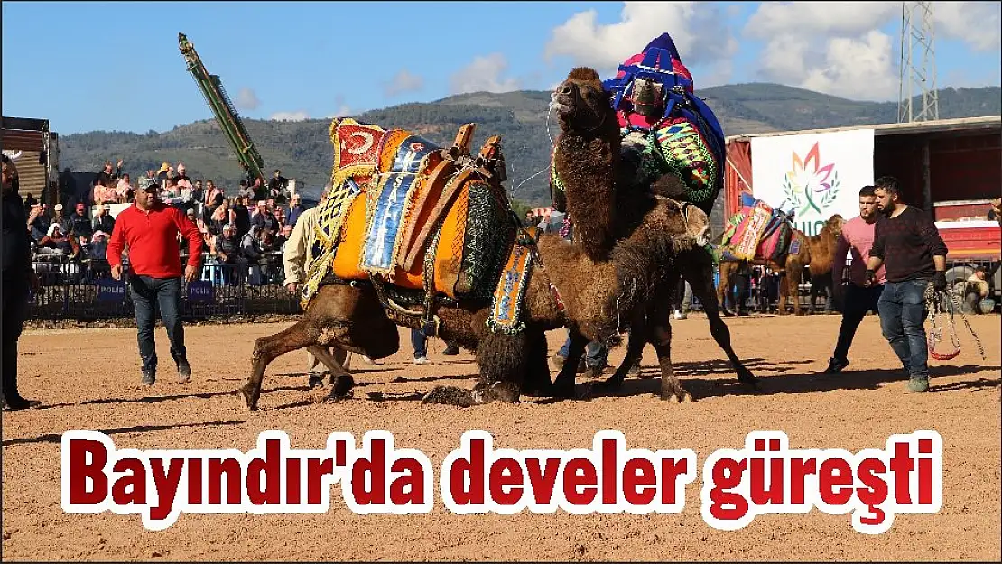 Bayındır'da develer güreşti