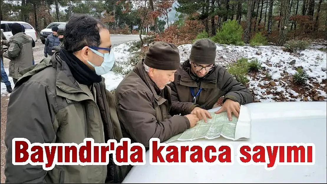 Bayındır'da karaca sayımı