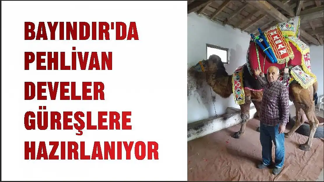 BAYINDIR'DA PEHLİVAN DEVELER GÜREŞLERE HAZIRLANIYOR