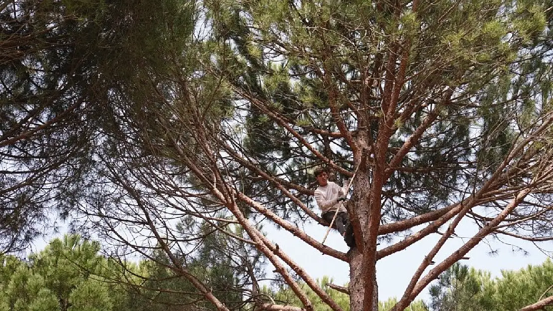 Bergama'da hasat sezonu başladı