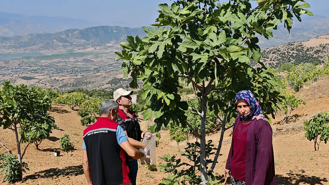 Beydağ'da İncirlerde Hasat Öncesi Denetim 