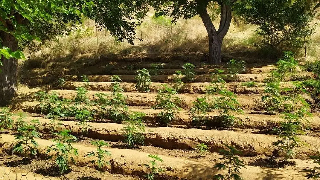 Bingöl’de kenevir tarlası baskını