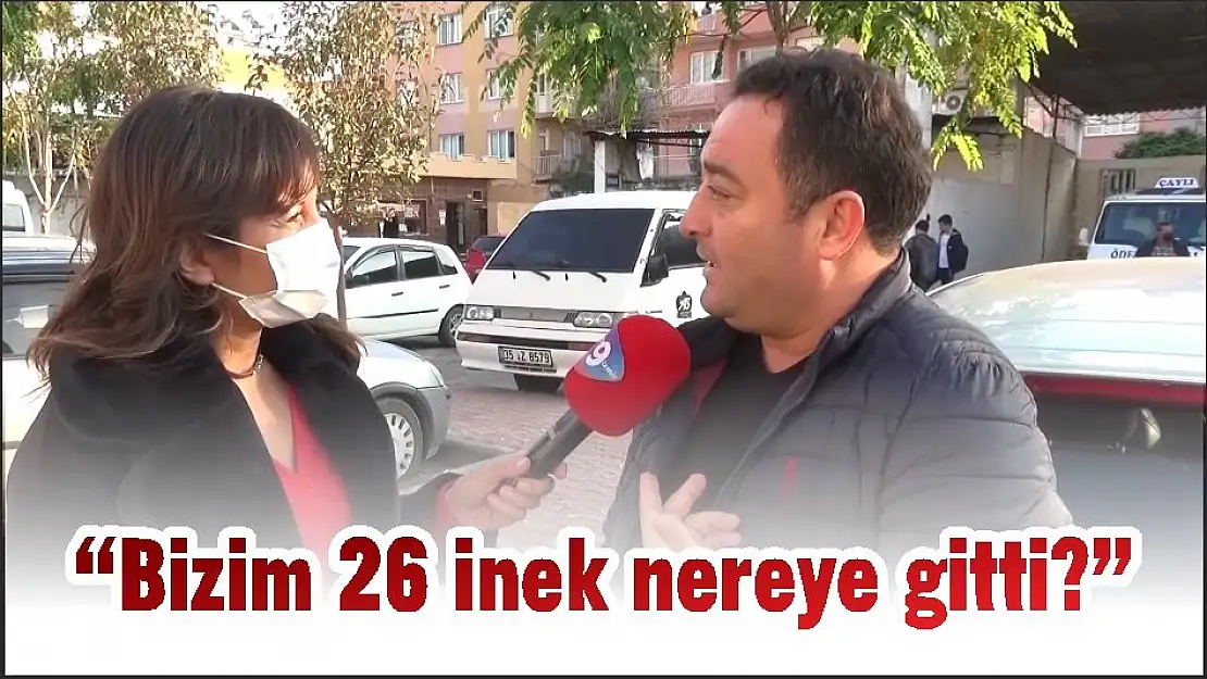 'Bizim 26 inek nereye gitti?'