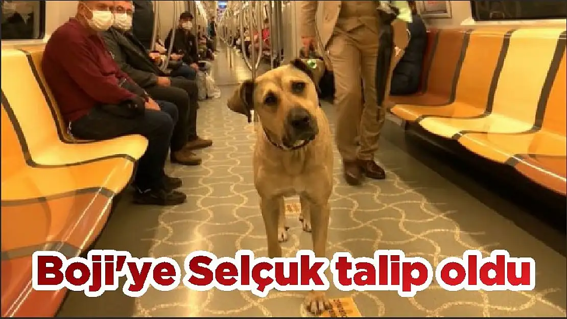 Boji'ye Selçuk talip oldu