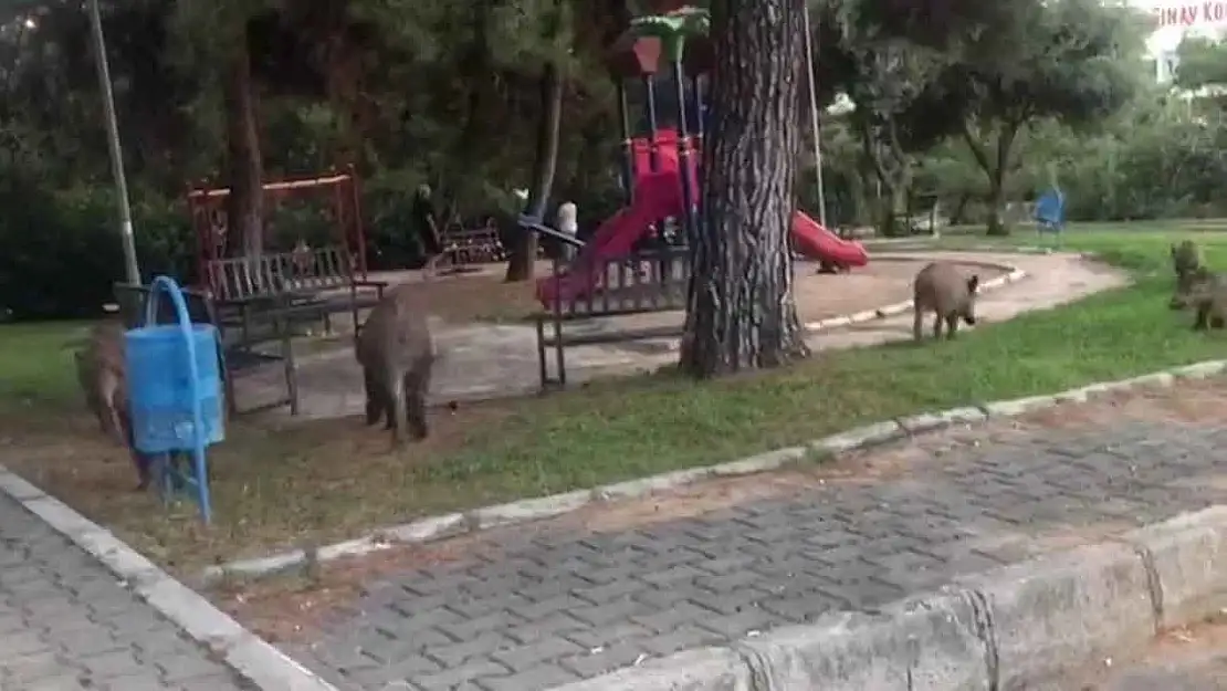 Bornova’da domuzlar, çocuk parkına indi