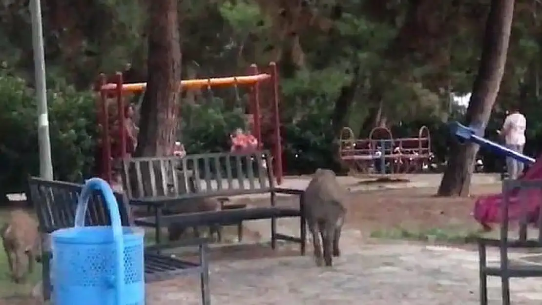 Bornova’da Park’ta Yiyecek Arayan Domuz Sürüsü Görenleri Şaşkına Çevirdi