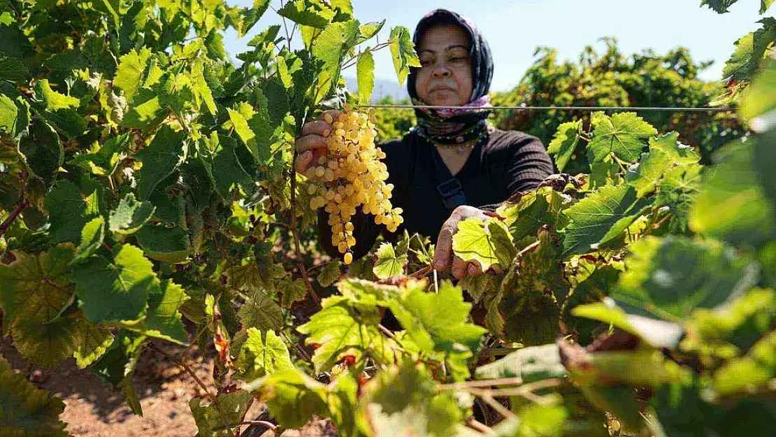 Buca'da bağ bozumu zamanı