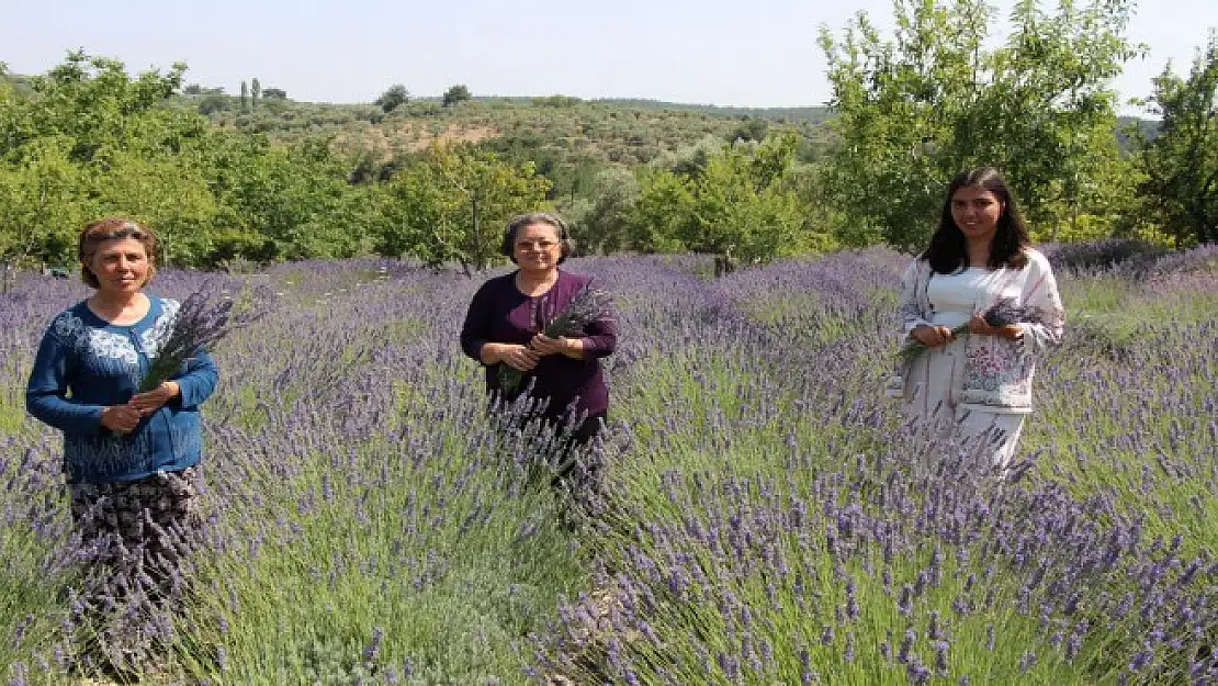 Buca’nın Doğancılar Köyü Lavanta Üretimiyle Hem Geçim Sağlıyor Hem Turistleri Çekiyor