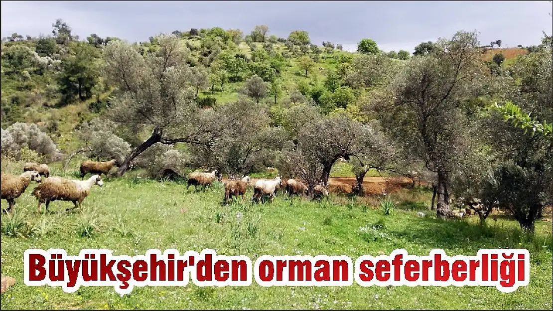 Büyükşehir'den orman seferberliği