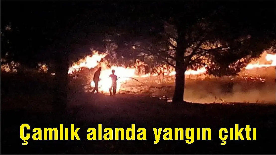 Çamlık alanda yangın çıktı