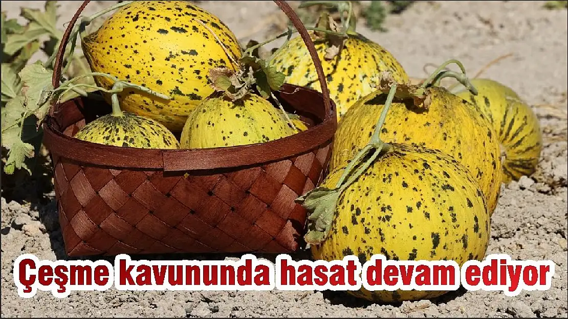 Çeşme kavununda hasat devam ediyor