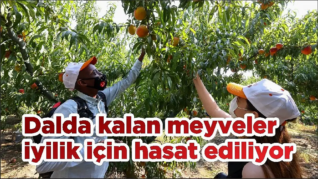 Dalda kalan meyveler iyilik için hasat ediliyor