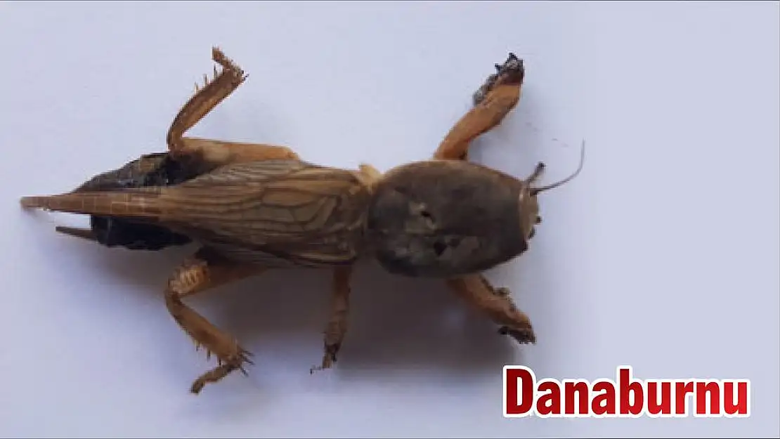 Danaburnu