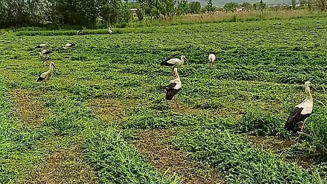 Denizli’de  leylekler hasada eşlik etti