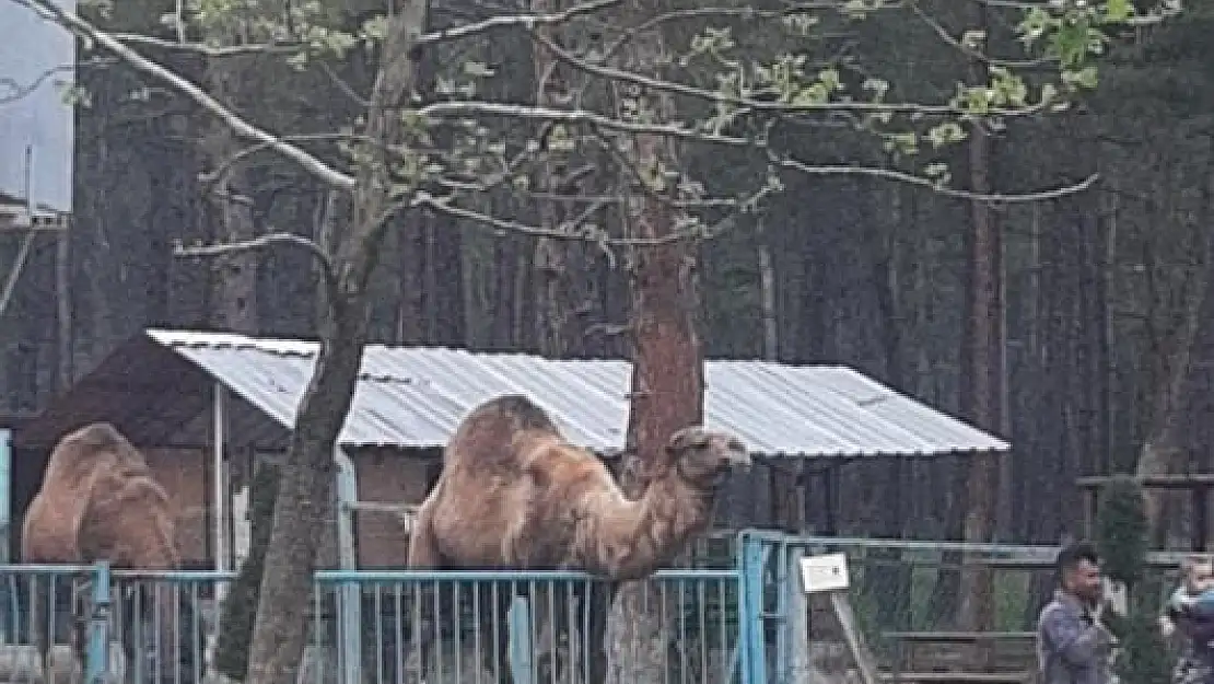 Denizli’de sevmek için gittiği deve canından ediyordu