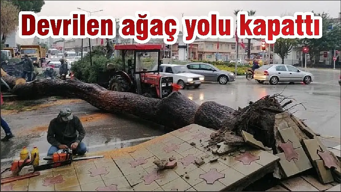 Devrilen ağaç yolu kapattı