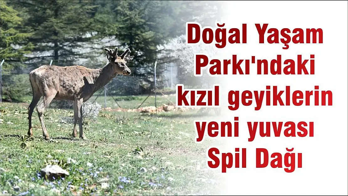 Doğal Yaşam Parkı'ndaki kızıl geyiklerin yeni yuvası Spil Dağı