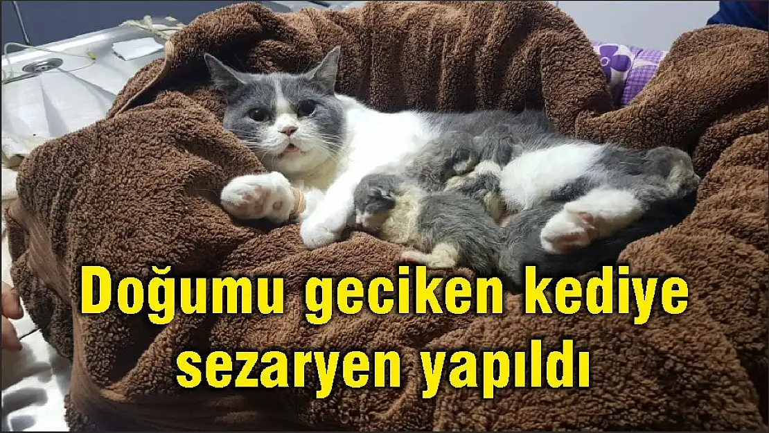 Doğumu geciken kediye sezaryen yapıldı